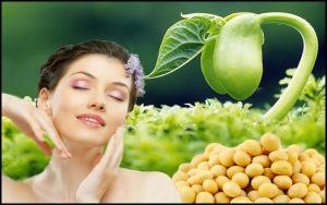 Mầm đậu nành tăng vòng 1