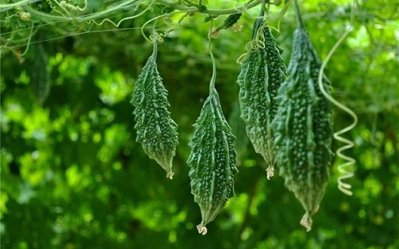 Ăn gì để giảm mỡ bụng