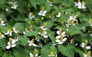 cách làm mặt nạ diếp cá