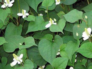 Cách trị mụn bằng rau diếp cá