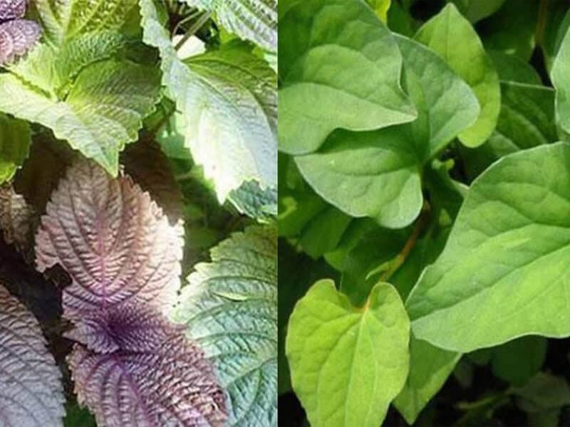 Cách trị mụn bằng rau diếp cá tía tô