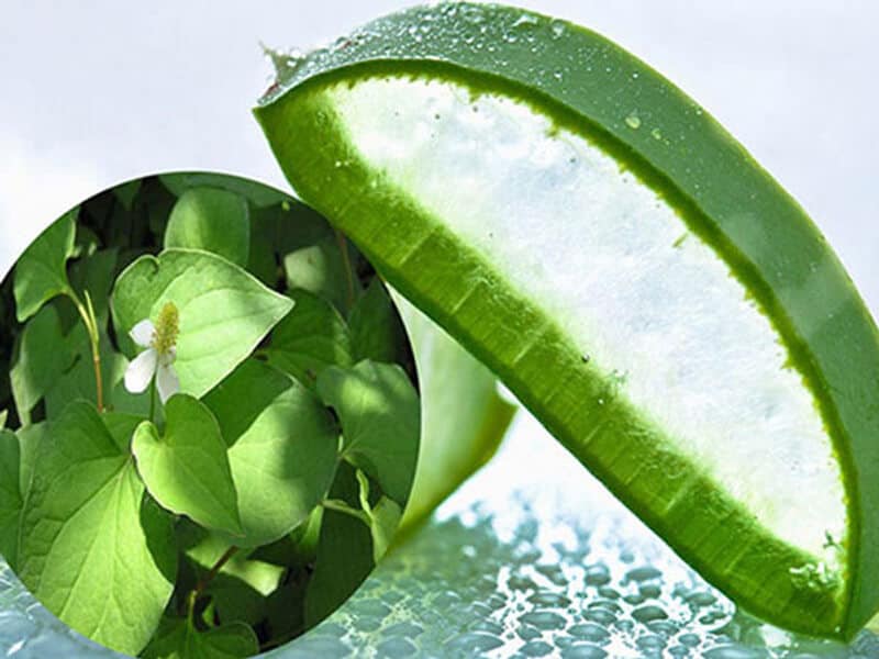 Cách trị mụn bằng rau diếp cá nha đam