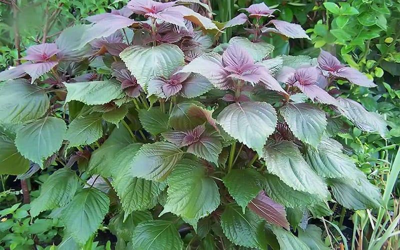 Cách trị mụn bọc an toàn với lá tía tô