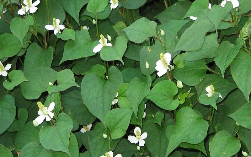 Cách trị mụn bọc