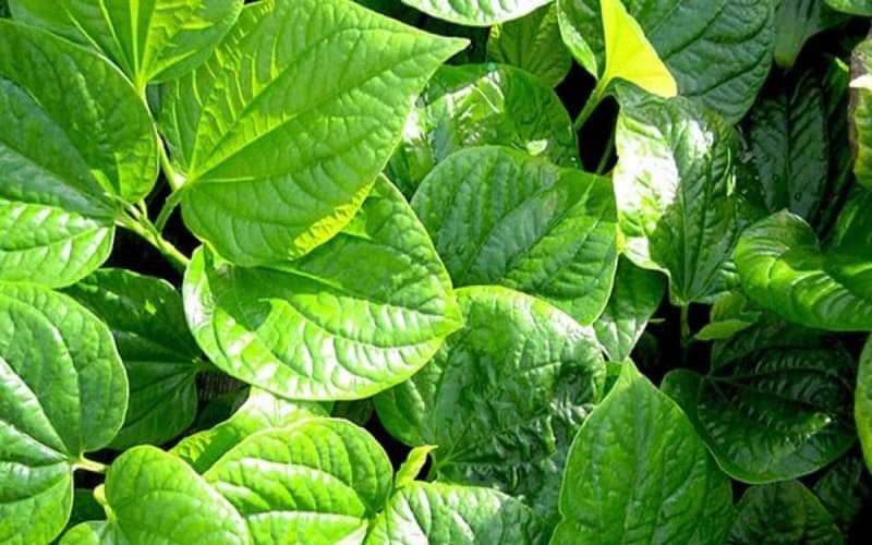 Cách trị mụn bọc