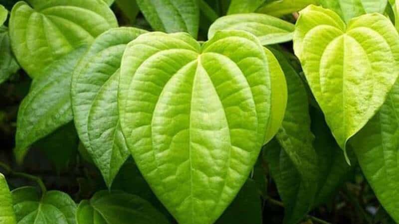 Cách trị mụn trứng cá