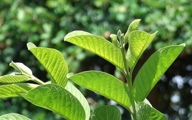 cách trị rụng tóc tại nhà