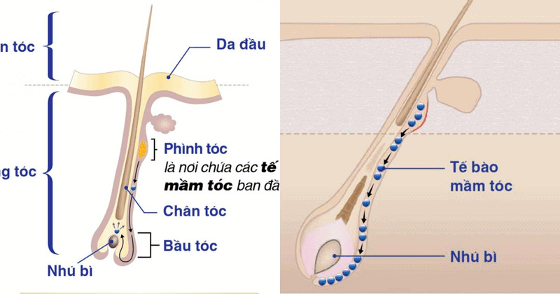 thuốc mọc tóc Maxxhair